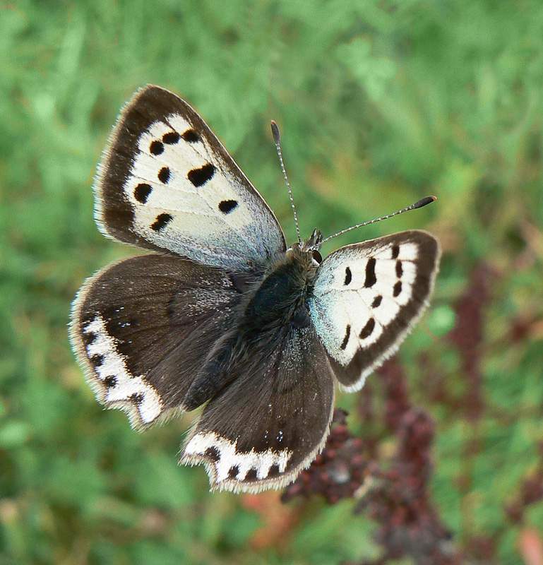 Lycaena phlaeas (aberrant form schmidtii, live) (Internet Image property of respective owner, non-commercial use only)